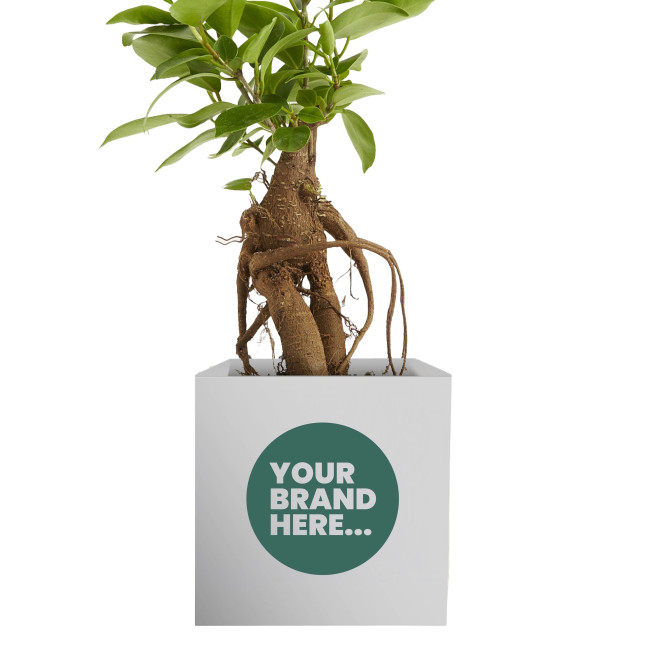 Custom Printed Plant Range 9cm