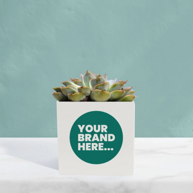 Custom Printed Succulent in White Aluminium Pot