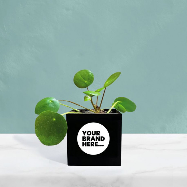 Custom Printed Money Plant in Black Aluminium Pot