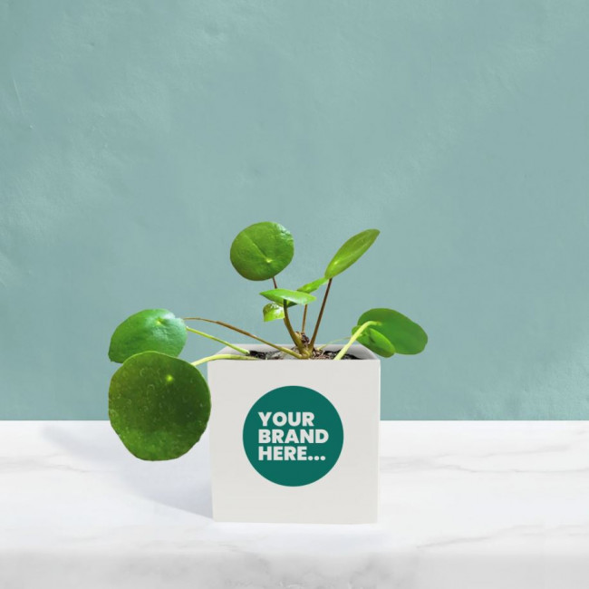 Custom Printed Money Plant in White Aluminium Pot