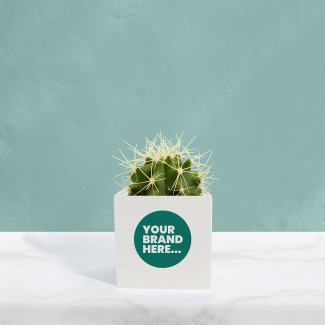 Custom Printed Cactus in White Aluminium Pot