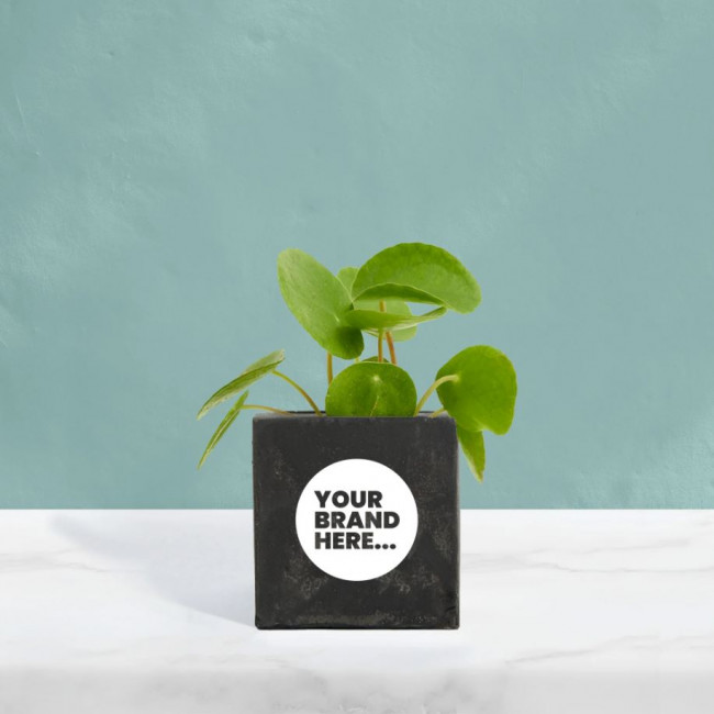 Custom Printed Money Plant in Black Concrete Pot - Image 1