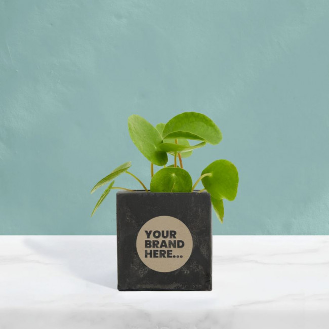 Custom Printed Money Plant in Black Concrete Pot - Image 2