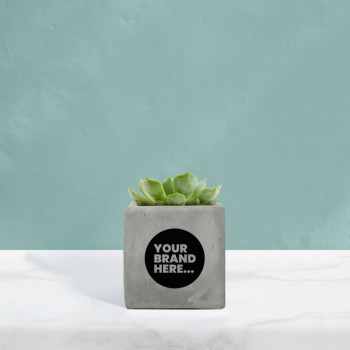 Succulent in Grey Concrete Pot